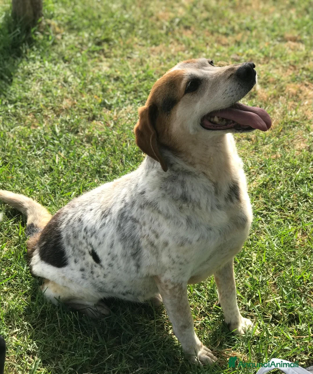 Meticcio cani in regalo: BILLY, simil beagle diversamente giovane a Provincia di Latina - Annuncio 6
