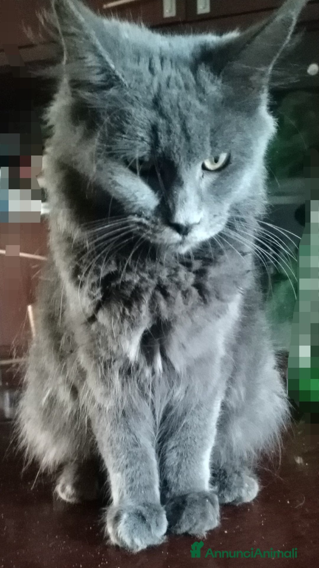 Maine Coon gatti in vendita: Maine coon  - Annuncio 1