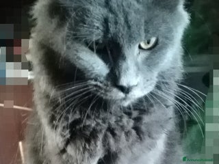 Maine Coon gatti Maine coon - Annuncio 1