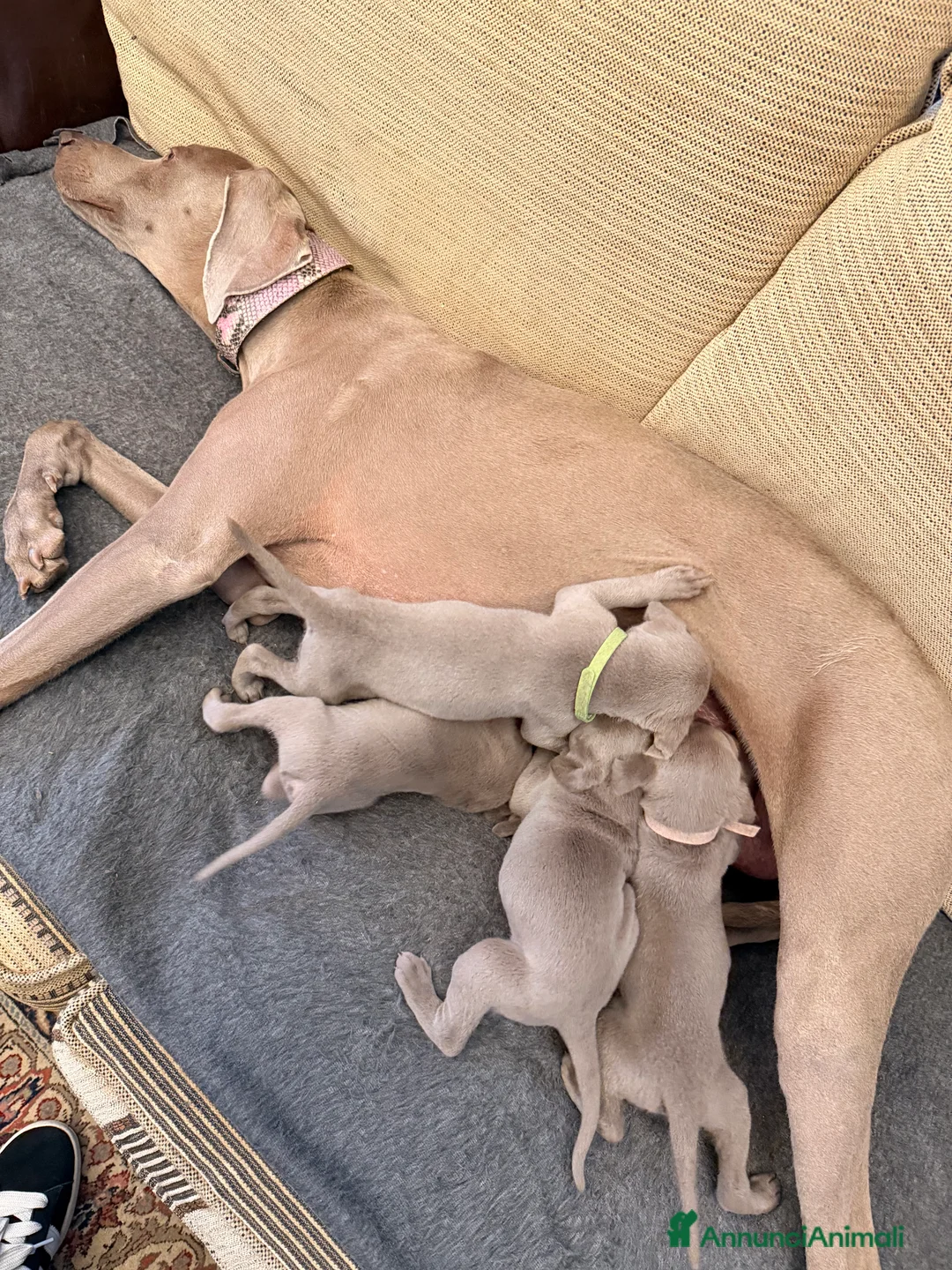 Weimaraner cani in vendita: Vendita cuccioli  Weimaraner  a Provincia di Pescara - Annuncio 2