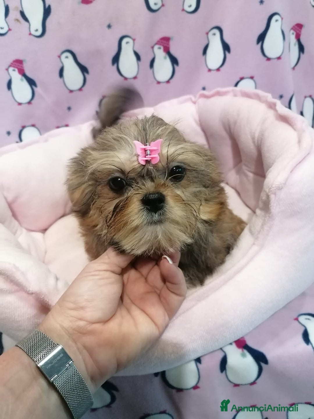 Meticcio cani in vendita: Shorkie cuccioli - Yorkshire e Shih Tzu a Province of Rovigo - Immagine 1