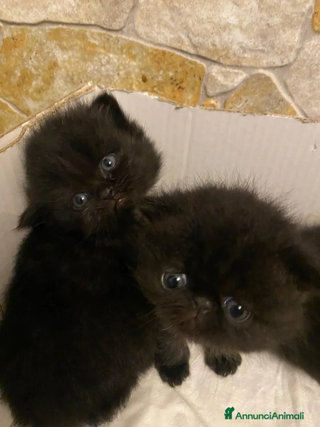 Persiano gatti in vendita: Cuccioli persiani exotic shorthair - Annuncio 4