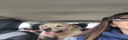 Golden Retriever cani in regalo: Splendido Golden Retreiver - CASPER - Annuncio 2