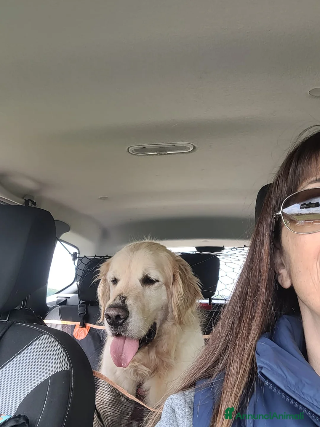 Golden Retriever cani in regalo: Splendido Golden Retreiver - CASPER - Annuncio 2