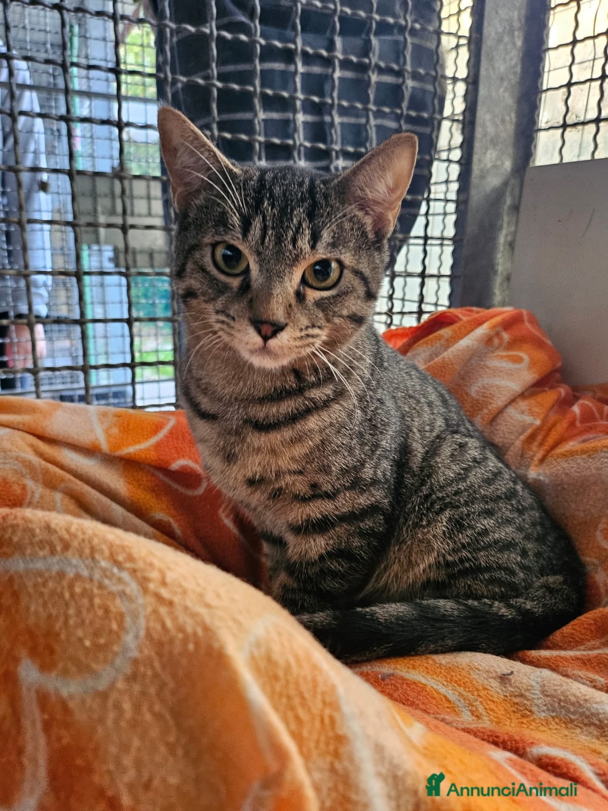 Altre razze gatti in regalo: CERCA CASA 🏡  - Annuncio 1