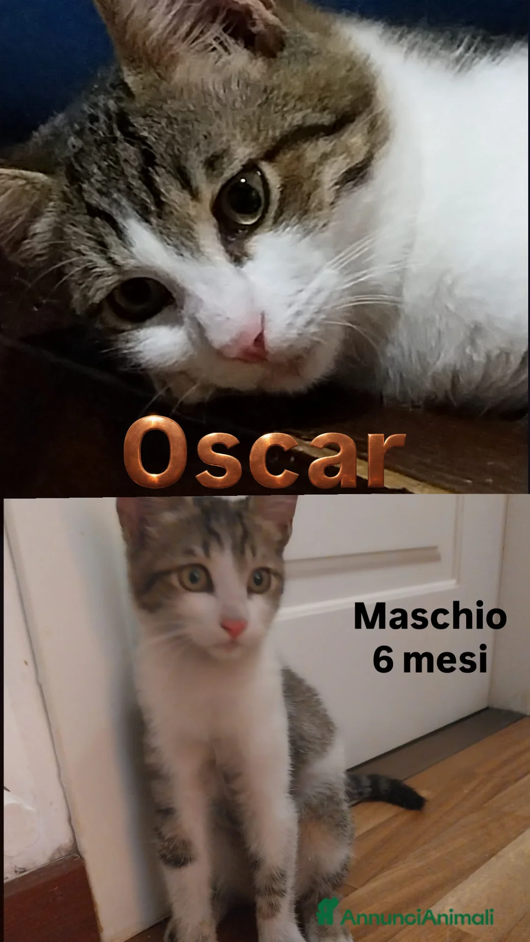 Europeo gatti in regalo: Gatti di 6 mesi in cerca di casa - Annuncio 4