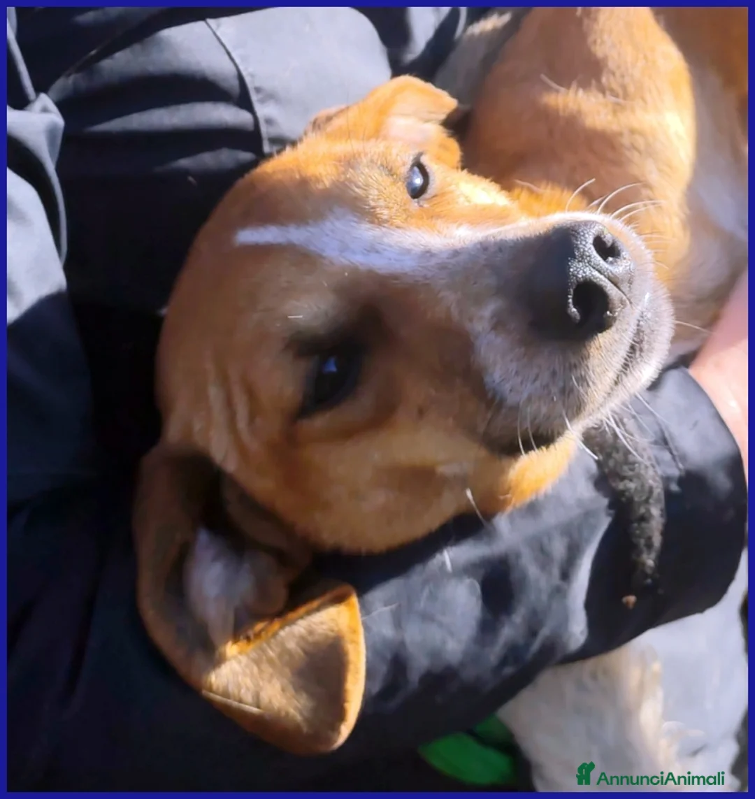 Meticcio cani in regalo: ALPENLIEBE, CAGNOLINA DI 4 ANNI - Annuncio 9