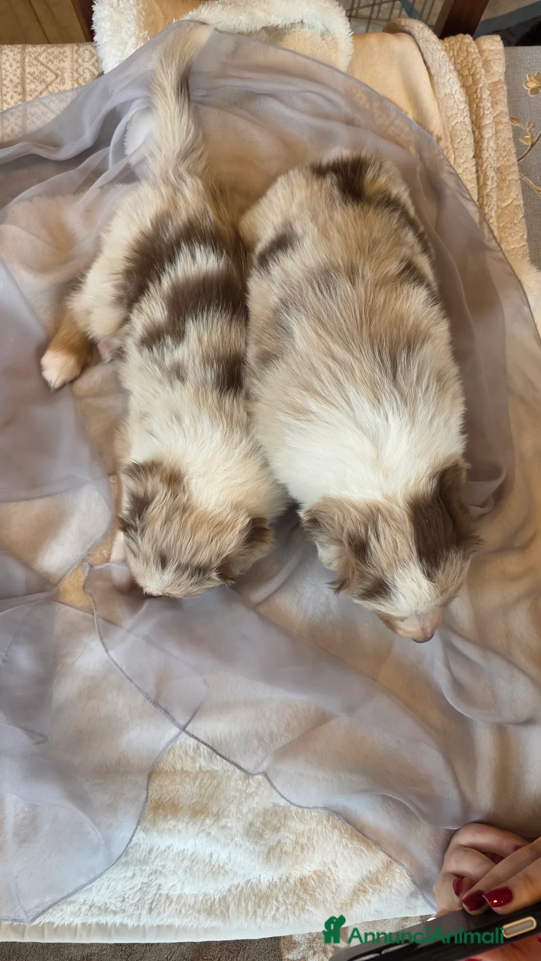 Australian Shepherd cani in vendita: Pastore Australiano red merle, pedigree ENCI - Annuncio 3