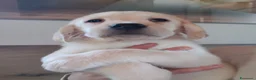 Labrador cani in vendita: Cuccioli labrador retriever neri a Provincia di Pistoia - Annuncio 8