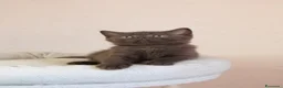 British gatti in vendita: British Shorthair  - Annuncio 10