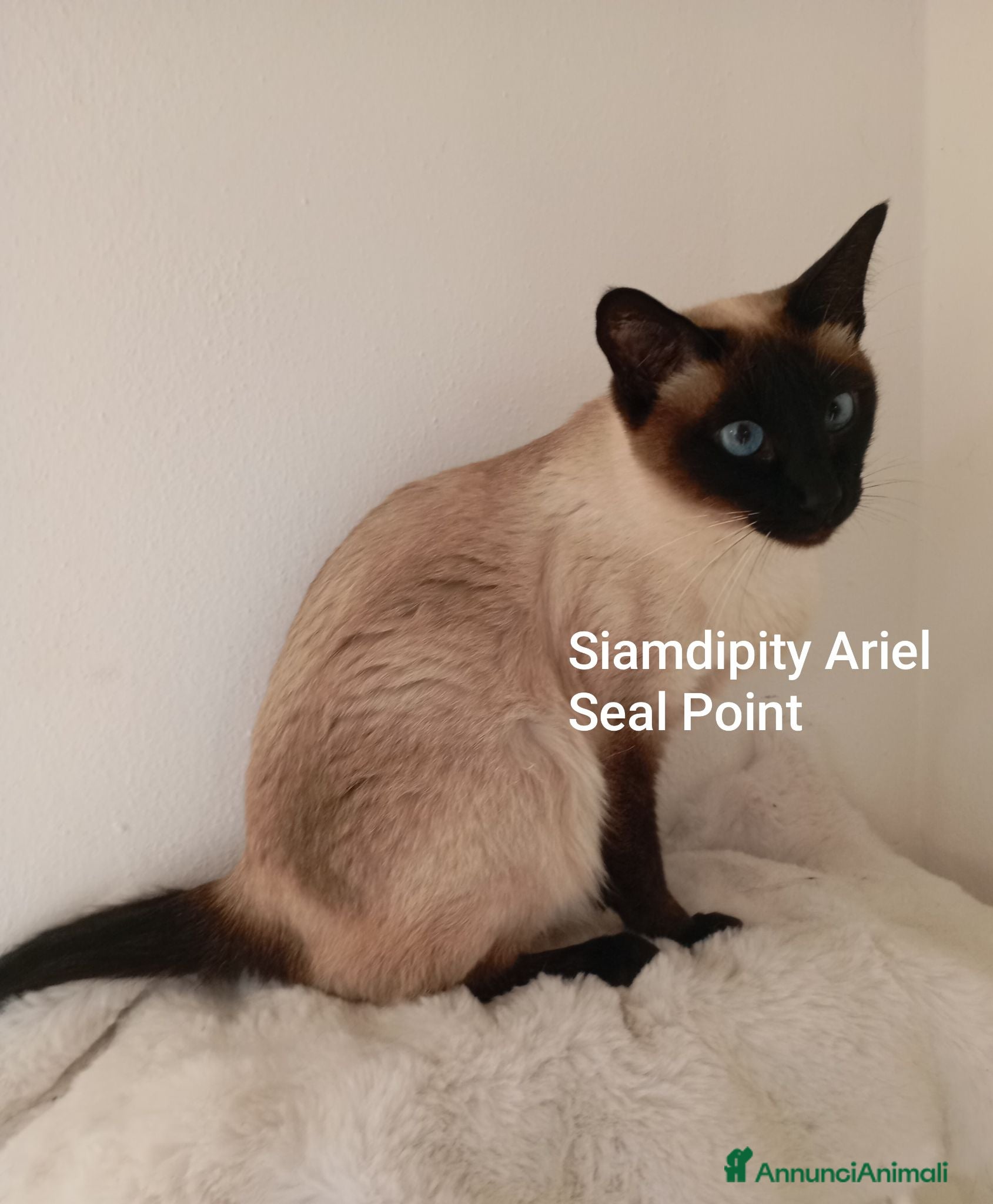 Thai gatti Siamese tradizionale, Thai microchip e pedigree  - Annuncio 2