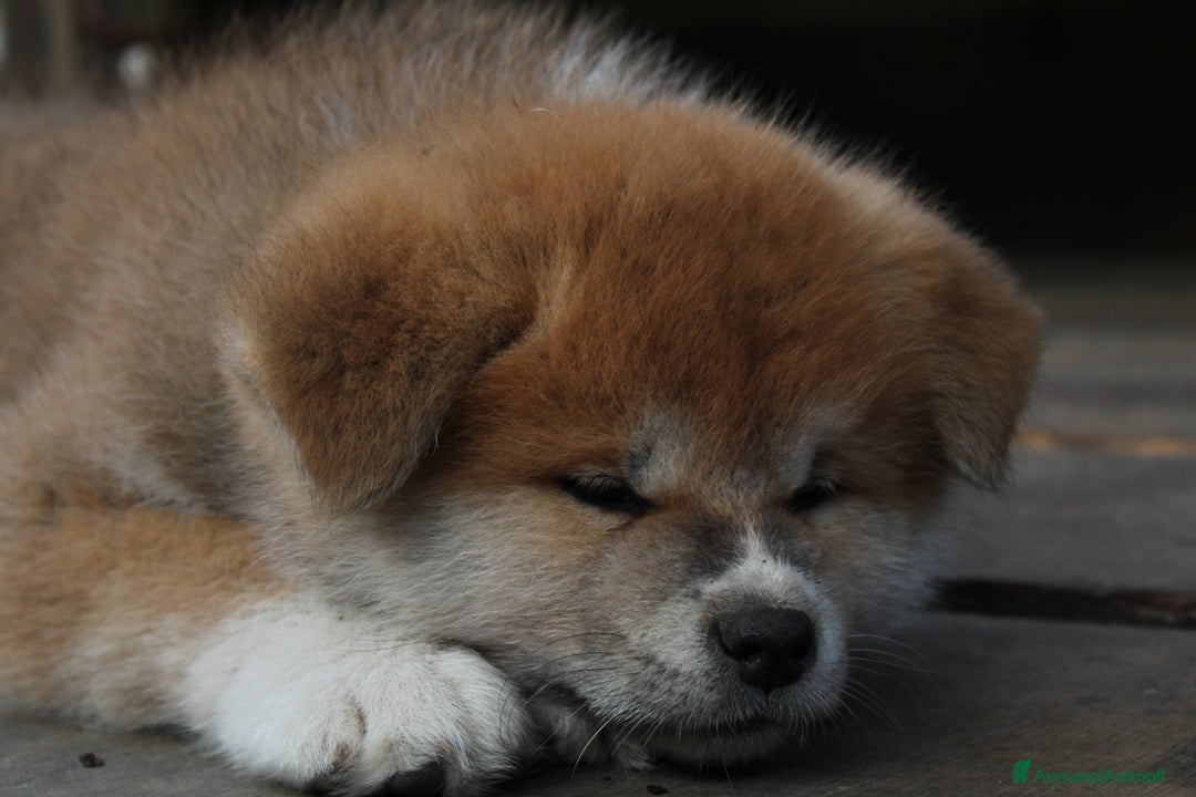 Akita Inu cani in vendita: Akita inu cucciolo - Annuncio 1