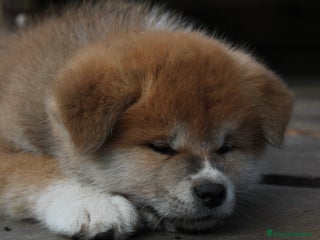 Akita Inu cani Akita inu cucciolo - Annuncio 1