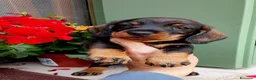 Bassotto cani in vendita: Bassotto pelo duro maschi  - Annuncio 14
