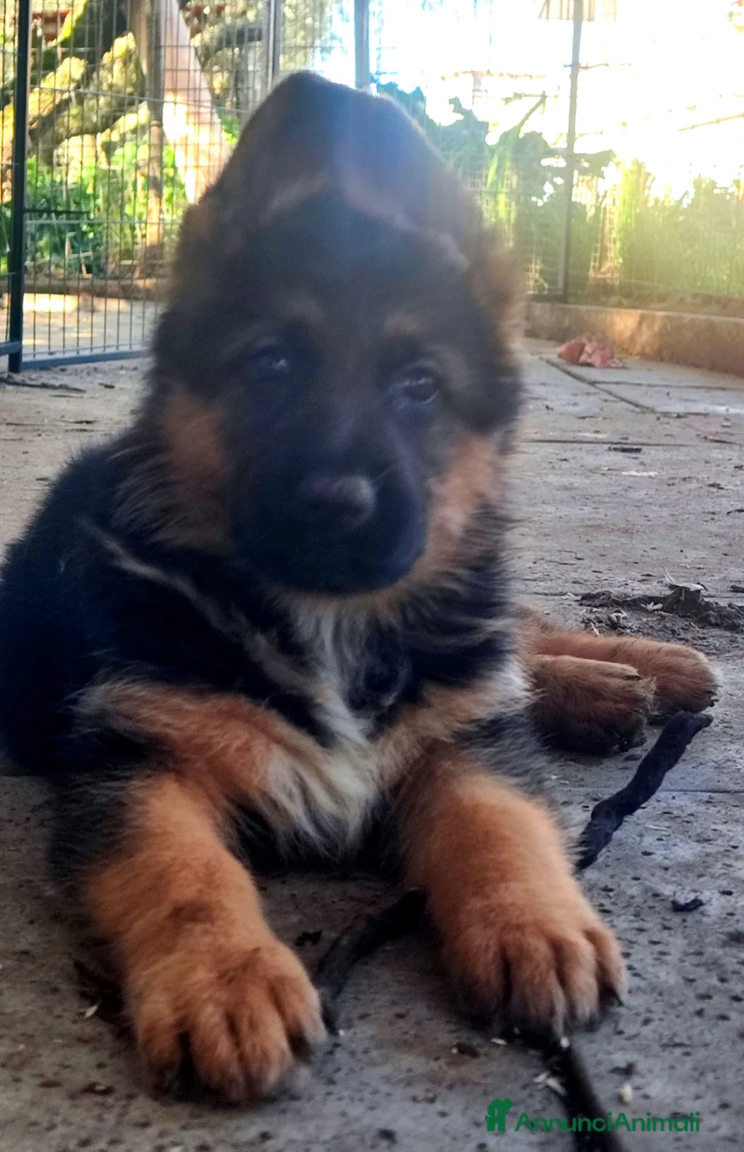 Pastore Tedesco cani in vendita: cuccioli di pastore tedesco a Città Metropolitana di Napoli - Annuncio 4