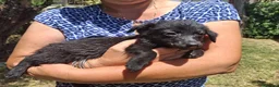 Meticcio cani in regalo: MOKA 🩷 la dolcezza ha trovato il suo nome 😍 a Provincia di Biella - Annuncio 7