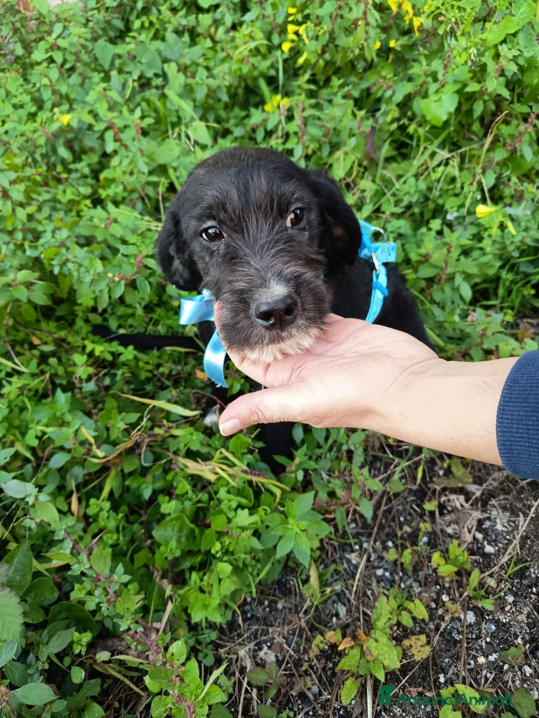 Meticcio cani in regalo: UNA MAMMA PER SIRIO - Annuncio 3