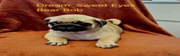 Carlino cani in vendita: Cuccioli carlino con pedigree ENCI  - Annuncio 15