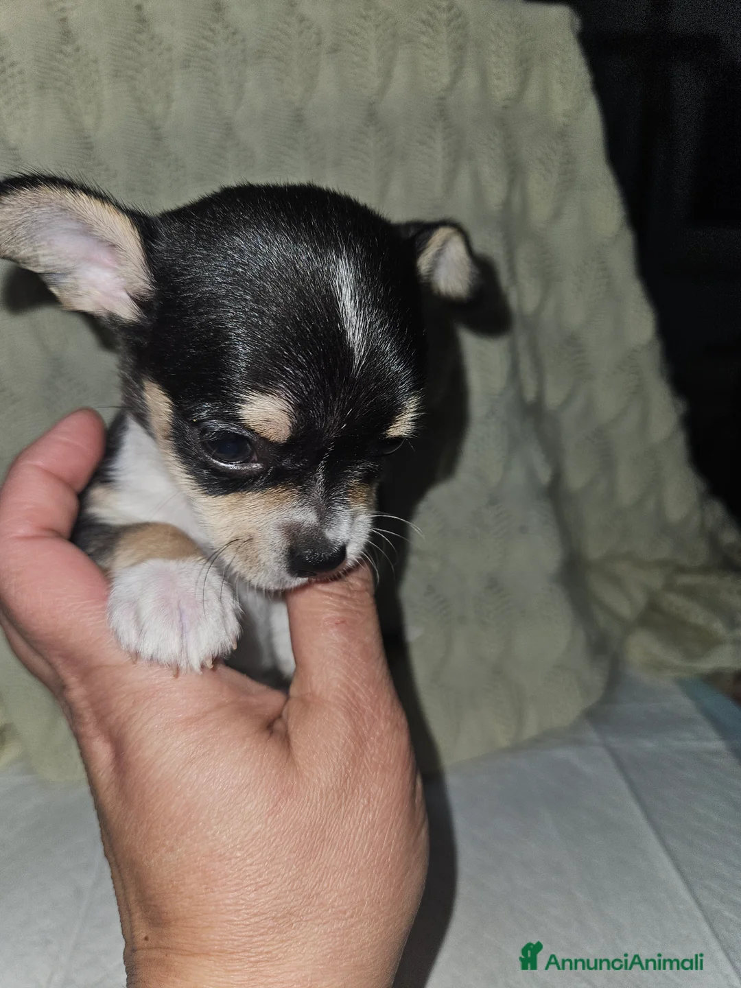 Chihuahua cani in vendita: Chihuahua mini - Annuncio 3