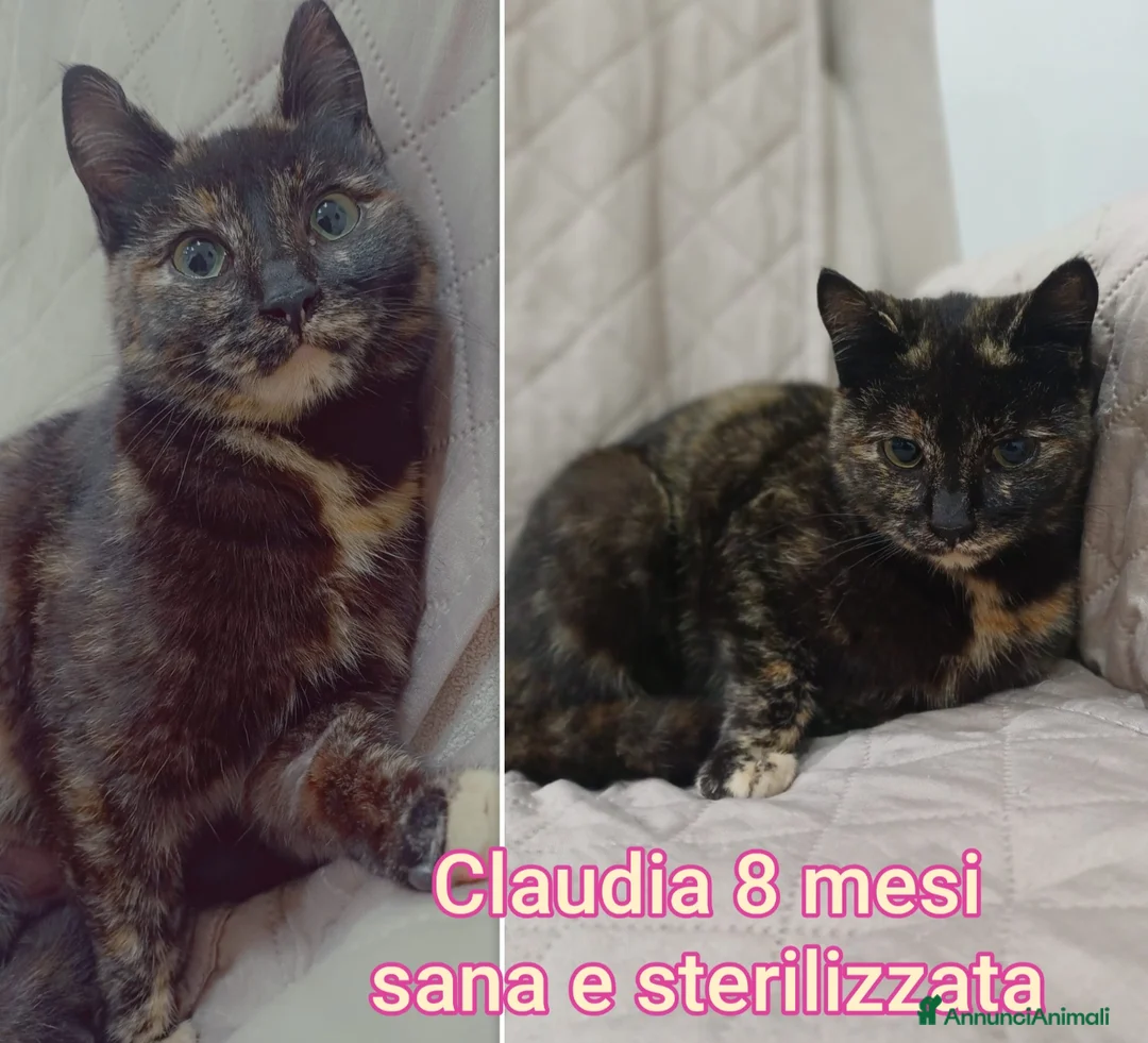 Altre razze gatti in regalo: ADOTTA UN GATTINO! a Provincia di Reggio Emilia - Annuncio 2