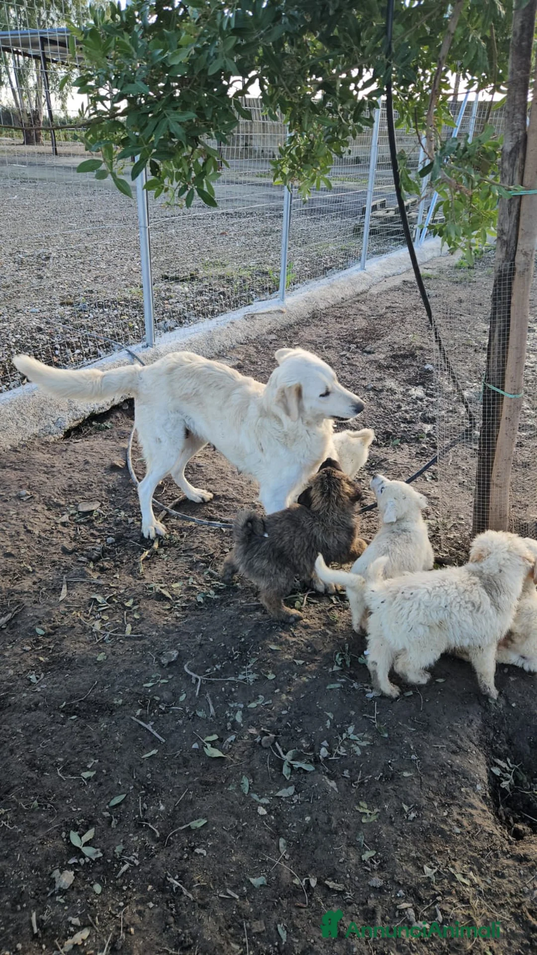 Meticcio cani in regalo: Snow: 4 mesi taglia grande  - Annuncio 13
