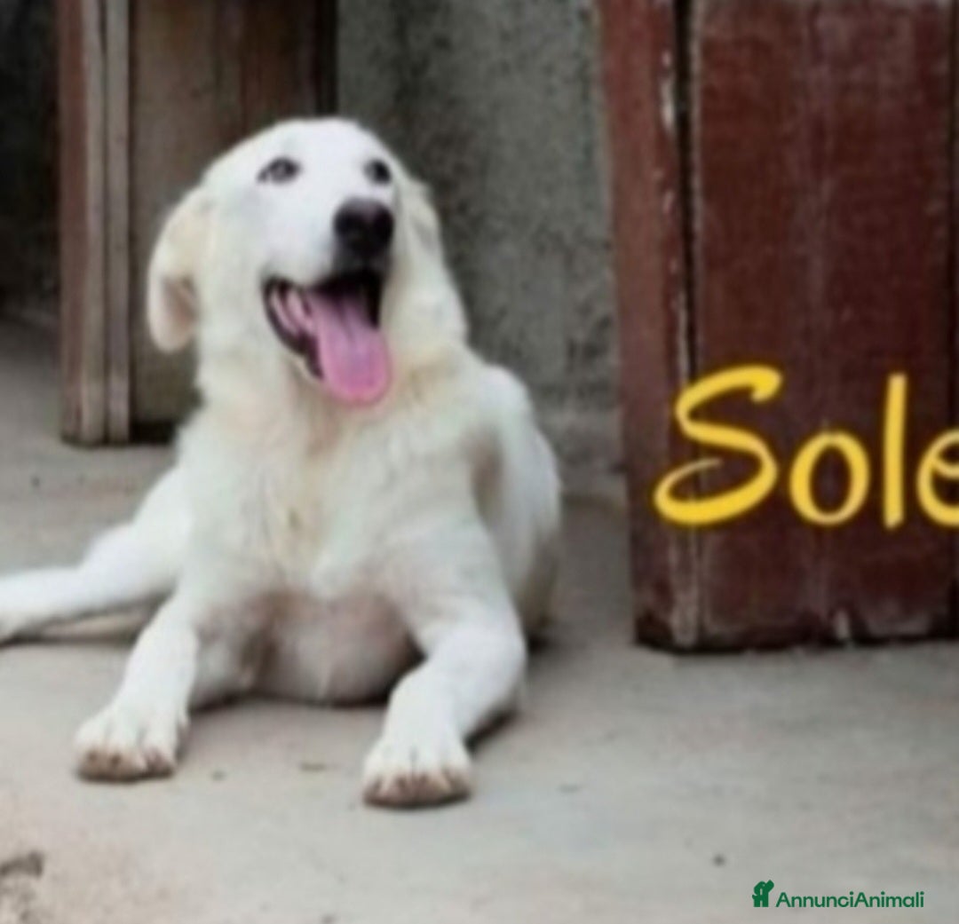 Meticcio cani 4anni buttato cucciolo in 1sacco nel fiume!SICILIA - Annuncio 41