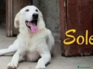 Meticcio cani 4anni buttato cucciolo in 1sacco nel fiume!SICILIA - Annuncio 37