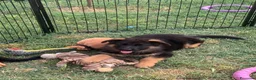 Pastore Tedesco cani in vendita: cuccioli - Annuncio 6