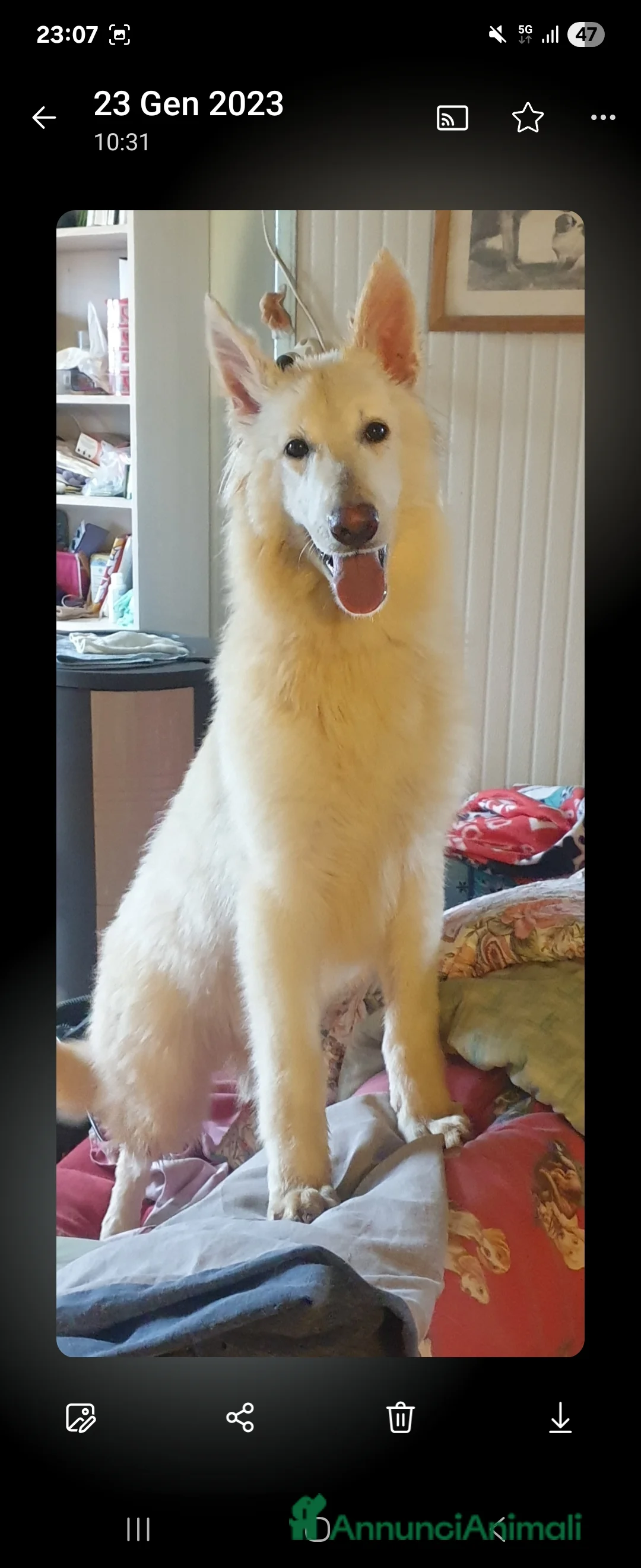 Pastore Svizzero cani in vendita: Ultime 2 cucciole di Pastore Svizzero Bianco - Annuncio 6