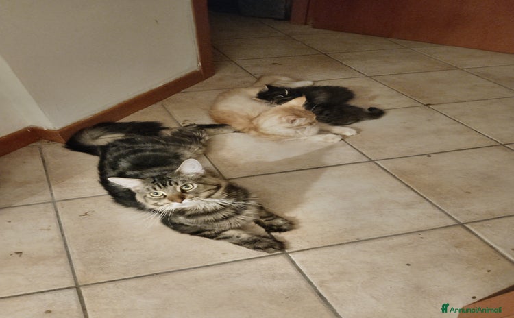 Maine Coon gatti a Provincia di Ravenna - Annuncio 5