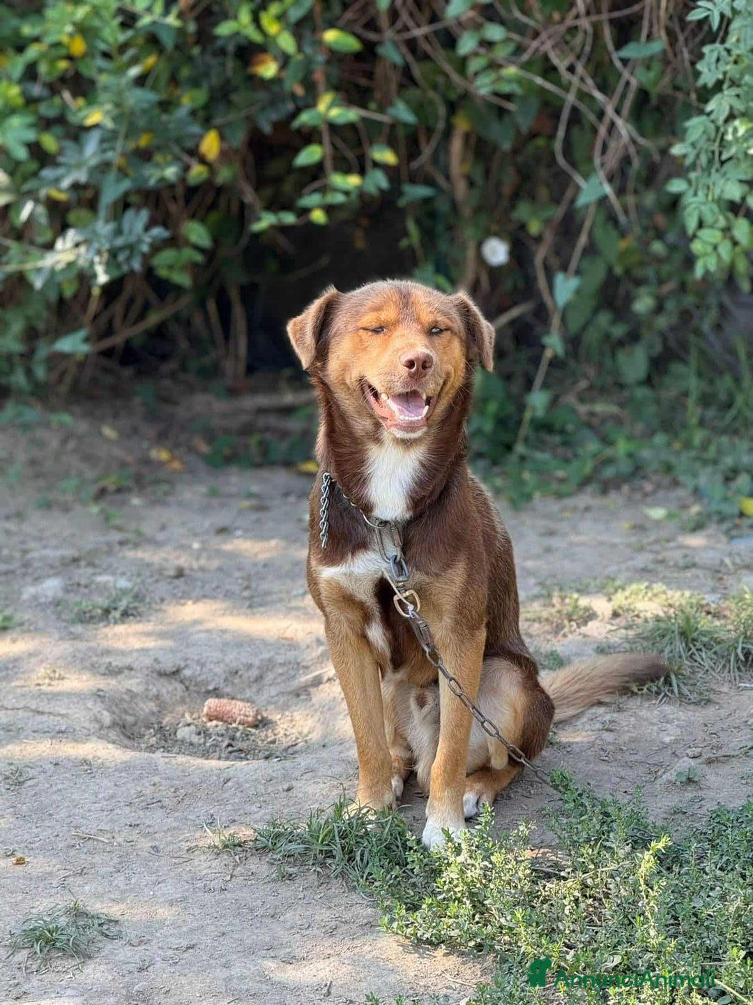 Meticcio cani in regalo: AURON, dagli occhi più belli del mondo! - Annuncio 4