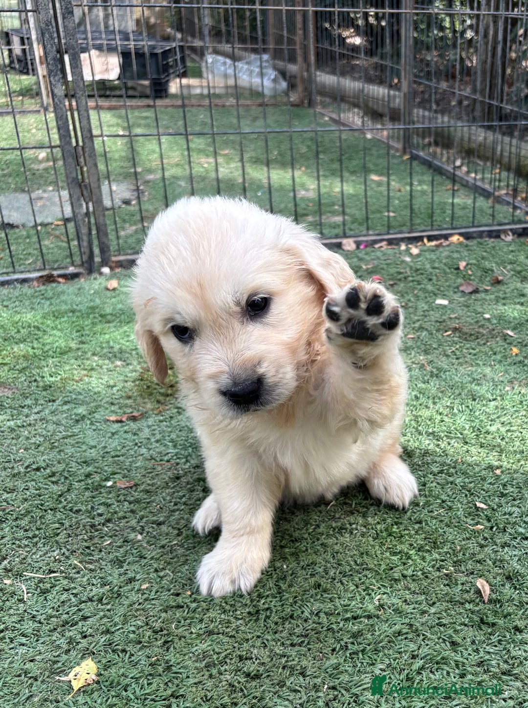 Golden Retriever cani in vendita: Cuccioli Golden Retriever a Metropolitan City of Venice - Immagine 2