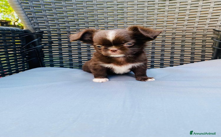 Chihuahua cani a Città metropolitana di Milano - Annuncio 1