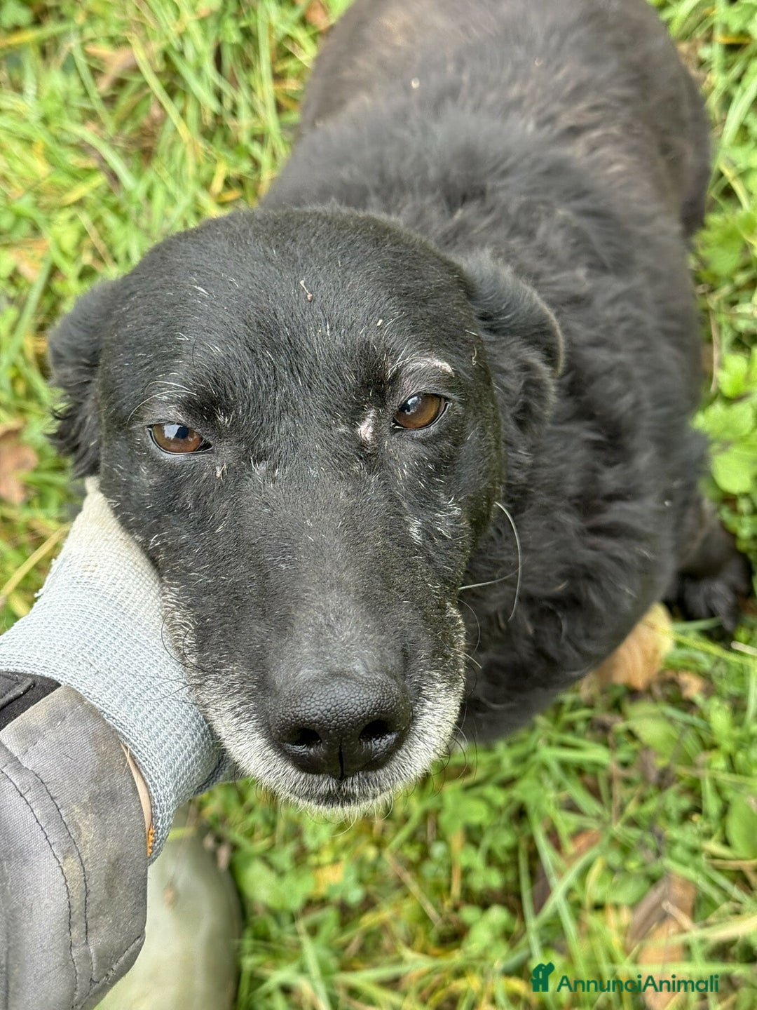 Meticcio cani in regalo: CHEOPE e ISIDE, mamma e figlia INVISIBILI! - Annuncio 8