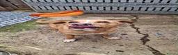 Meticcio cani in regalo: SPILLO 💙 12 kg di energia e simpatia a Provincia di Reggio Emilia - Annuncio 3