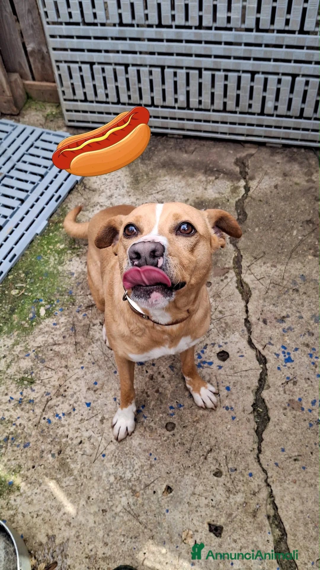 Meticcio cani in regalo: SPILLO 💙 12 kg di energia e simpatia a Provincia di Reggio Emilia - Annuncio 3
