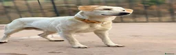 Meticcio cani in regalo: Billy e Kevin a Provincia di Isernia - Annuncio 4