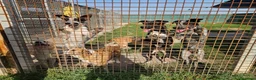 Meticcio cani in regalo: Gioia: cucciolona equilibrata e socievole  - Annuncio 4