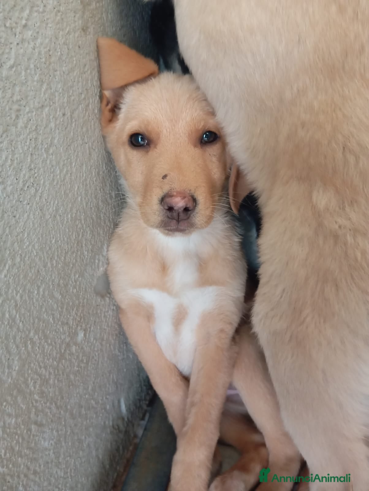 Meticcio cani Caramel, taglia media!  - Annuncio 13