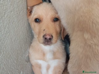 Meticcio cani Caramel, taglia media! - Annuncio 1