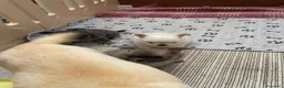 Chihuahua cani in vendita: Cuccioli di Chihuahua mini disponibili a Città metropolitana di Roma Capitale - Annuncio 2