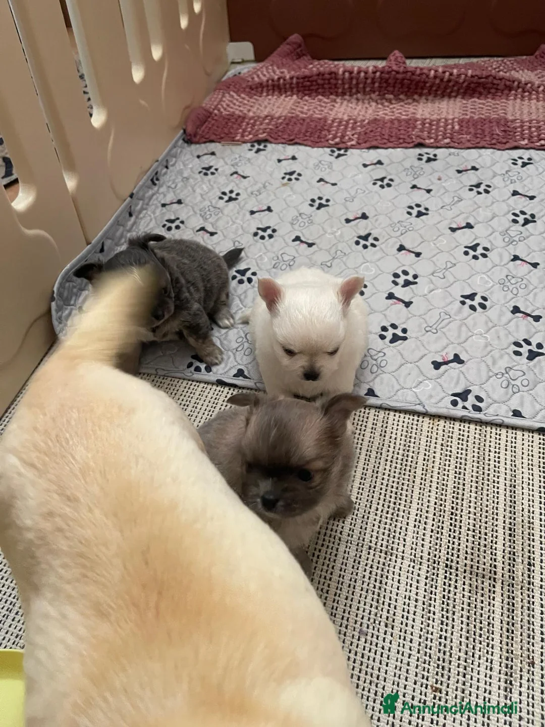 Chihuahua cani in vendita: Cuccioli di Chihuahua mini disponibili a Città metropolitana di Roma Capitale - Annuncio 2