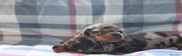 Bassotto cani in vendita: Cuccioli di bassotto - Annuncio 4