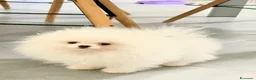 Spitz cani in vendita: Spitz Pomerania Toy nano - Annuncio 5
