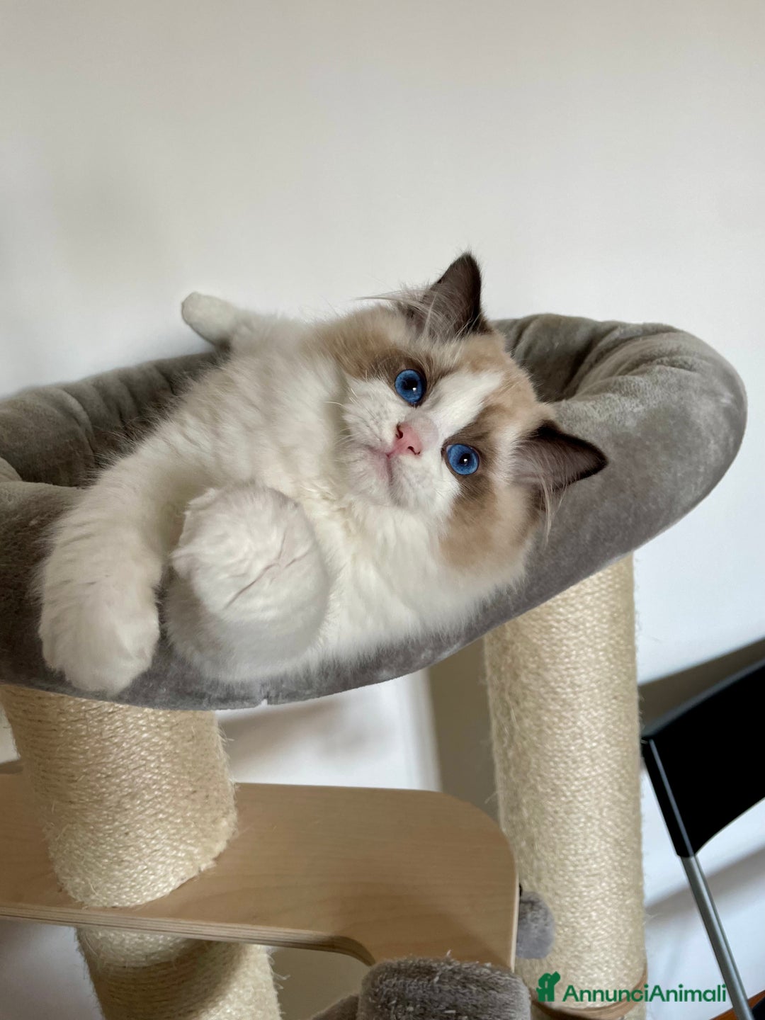 Immagine della galleria {{count}}