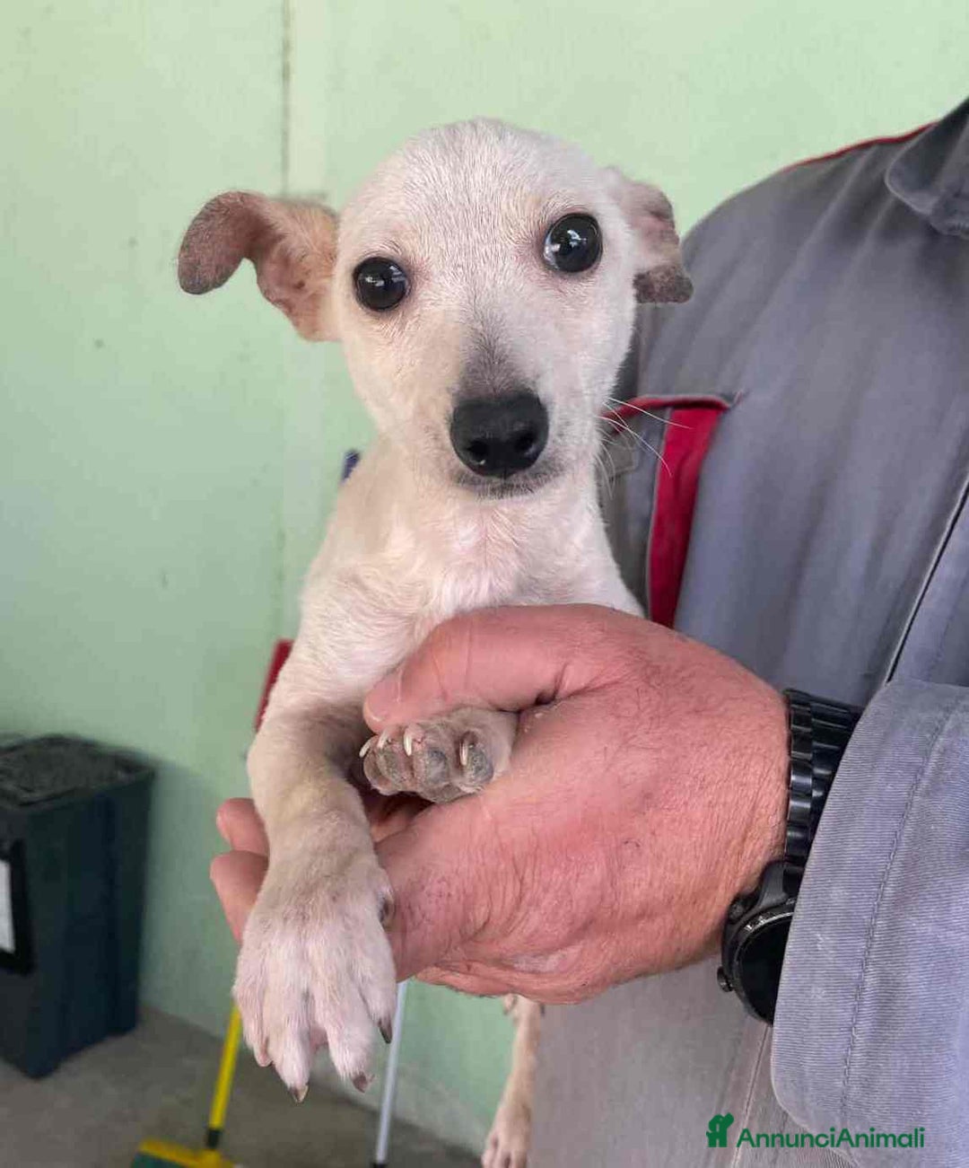 Meticcio cani in regalo: GRISU' JUNIOR, cucciolo TAGLIA PICCOLA!  - Immagine 1