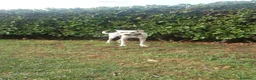 Meticcio cani in regalo: gandalf - Annuncio 3