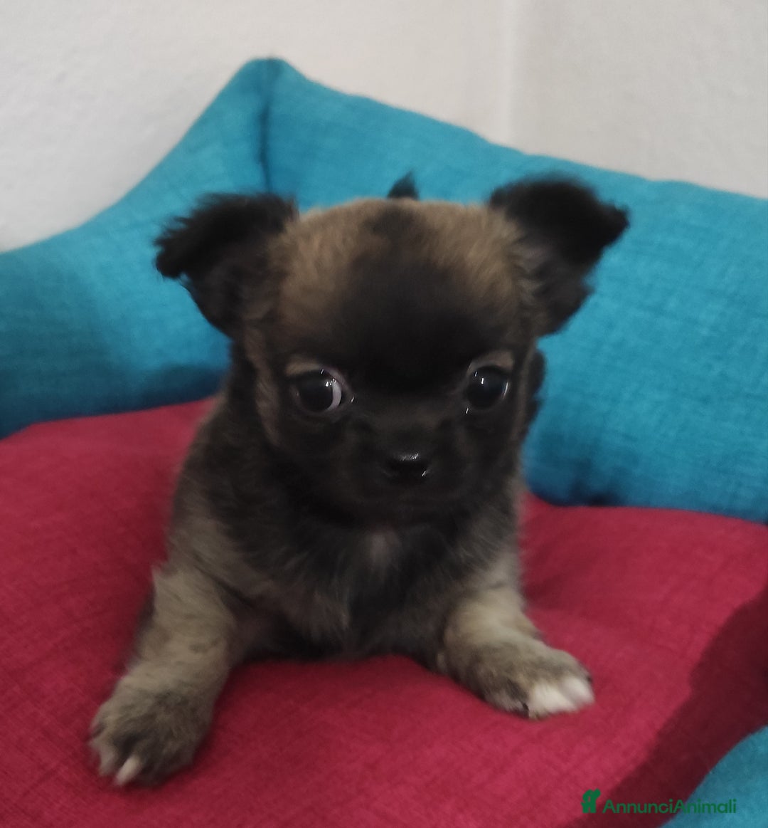 Chihuahua cani in vendita: Cuccioli di chihuahua a pelo lungo - Annuncio 2