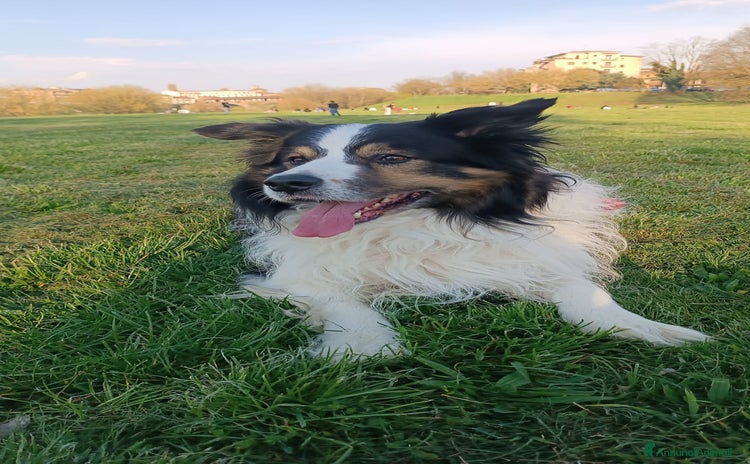 Border Collie cani a Città metropolitana di Milano - Annuncio 1