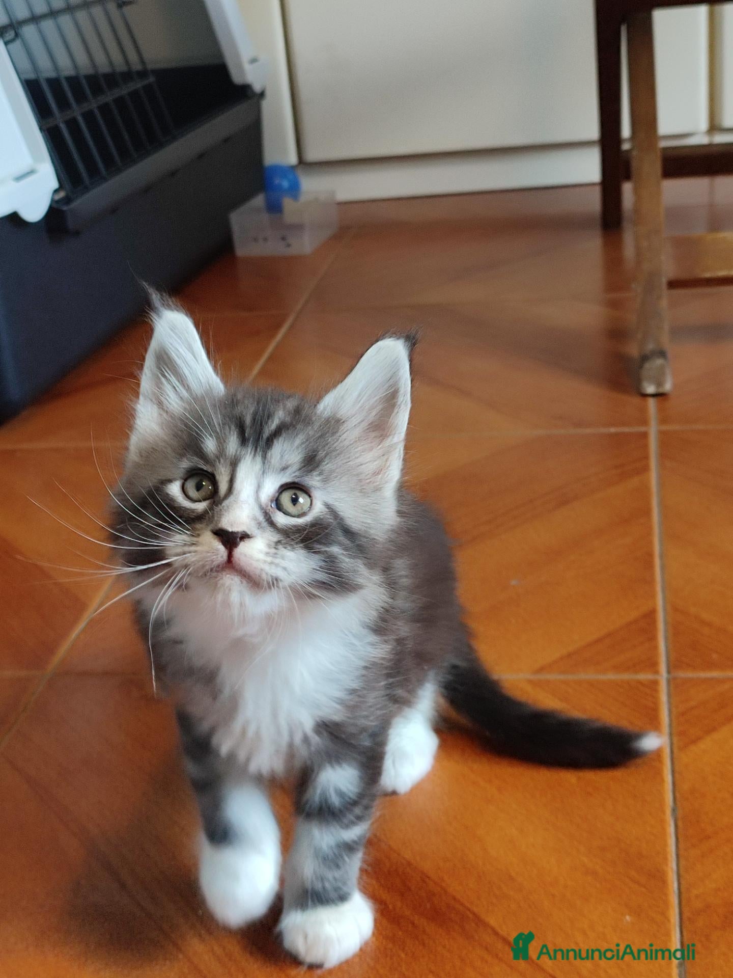 Maine Coon gatti in vendita: Splendido gattino Maine Coon, vivace e curioso - Annuncio 3